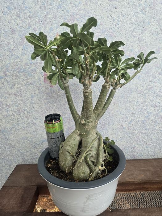 Адениум шикарный огромный