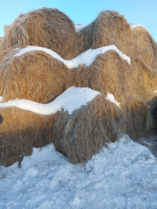 Продам сено