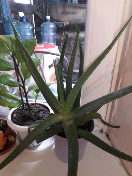 Продам алоэ вера