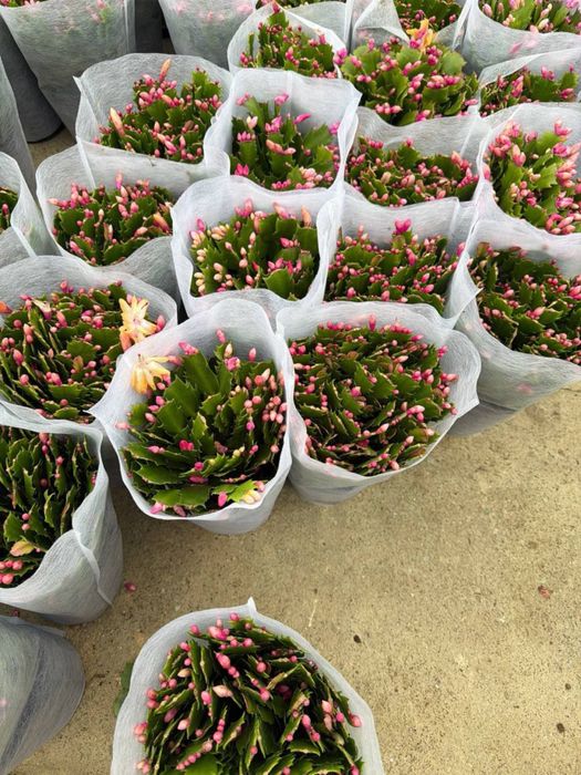 Декабристы цветущие шлюмбергеры желтая