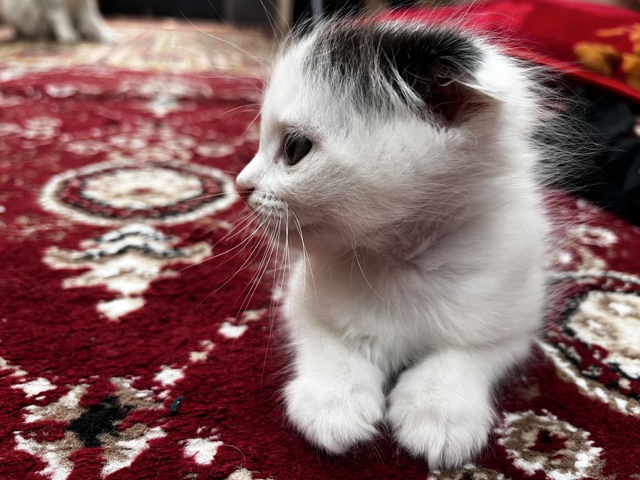 Scottish Fold, oʻgil bola