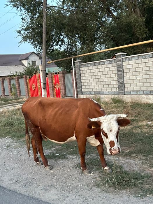 Продам корову телку