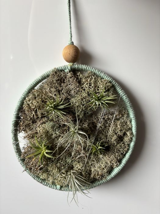 Plante aeriene de vanzare