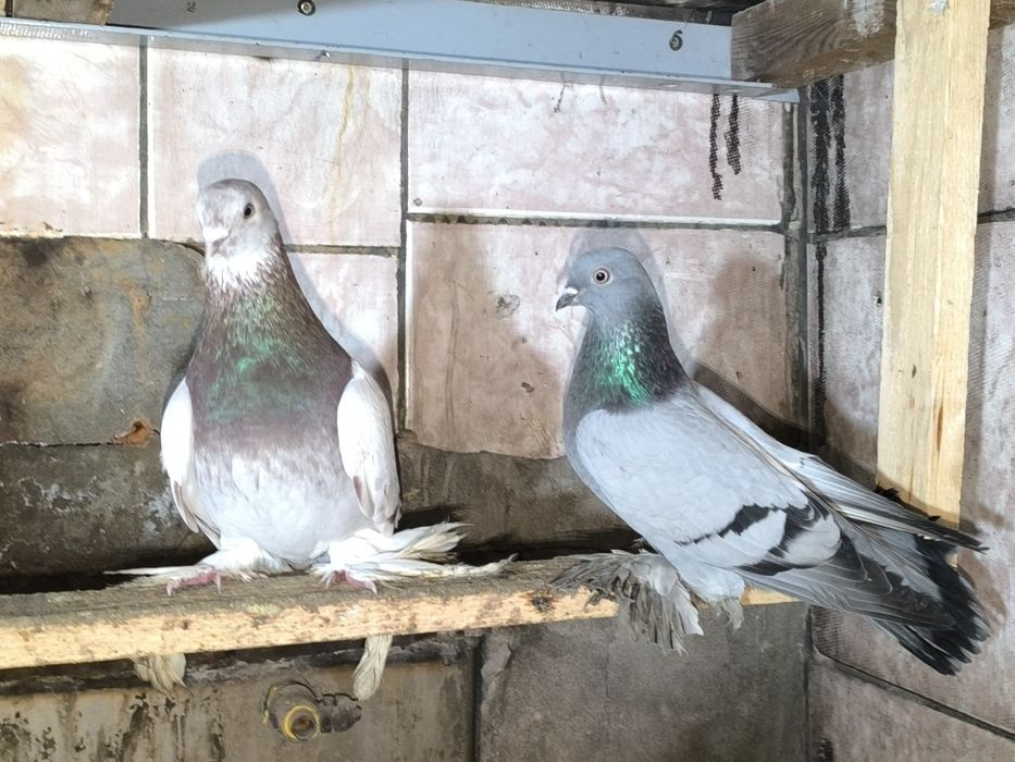 Голуби пара продам