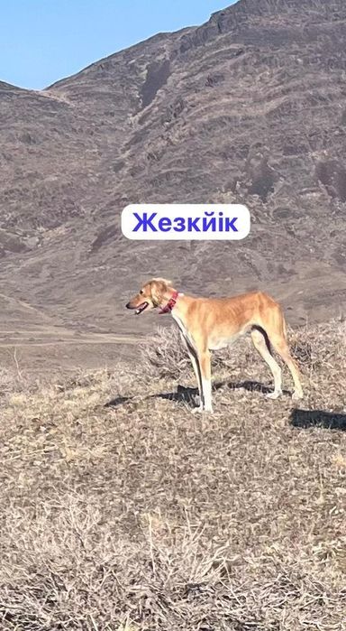 Казакы тазы бир арлан. Еки каншык бар