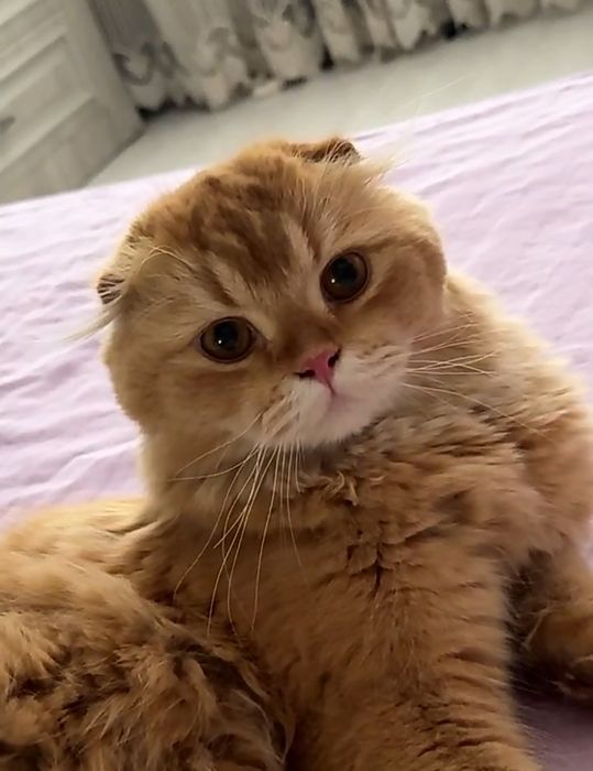 Продаётся кот чистый шотландский