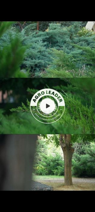 Archa va daraxtlarni dorilash xizmati