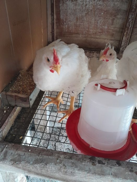 Продам бролерных курей