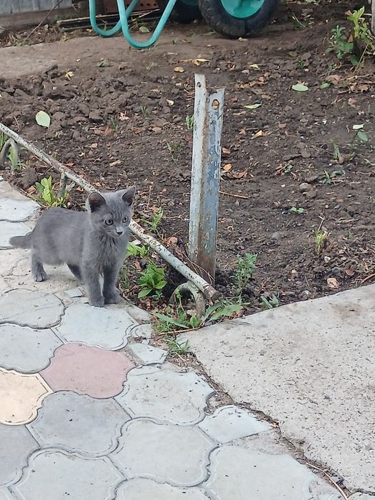 Котёнок бесплатно,,