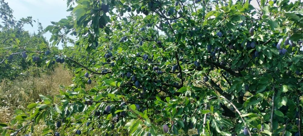 Prune de vanzare