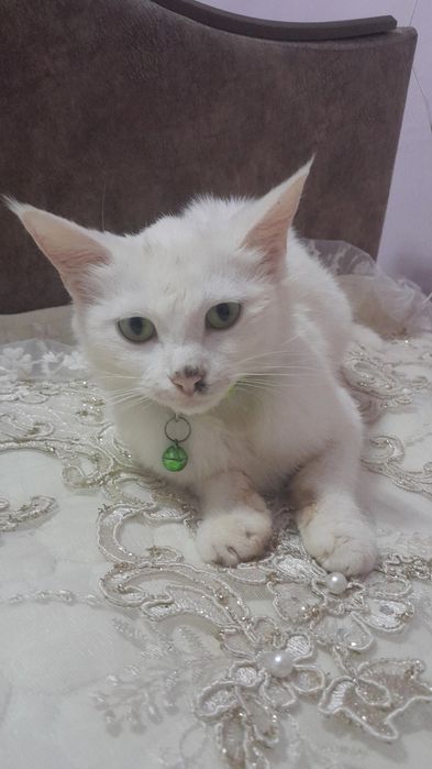 Mushuk turetiski angora