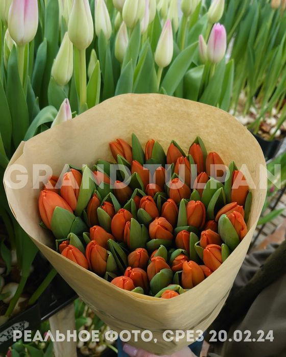Тюльпаны ОПТОМ по лучшей цене!