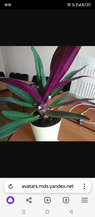 Комнатные растения