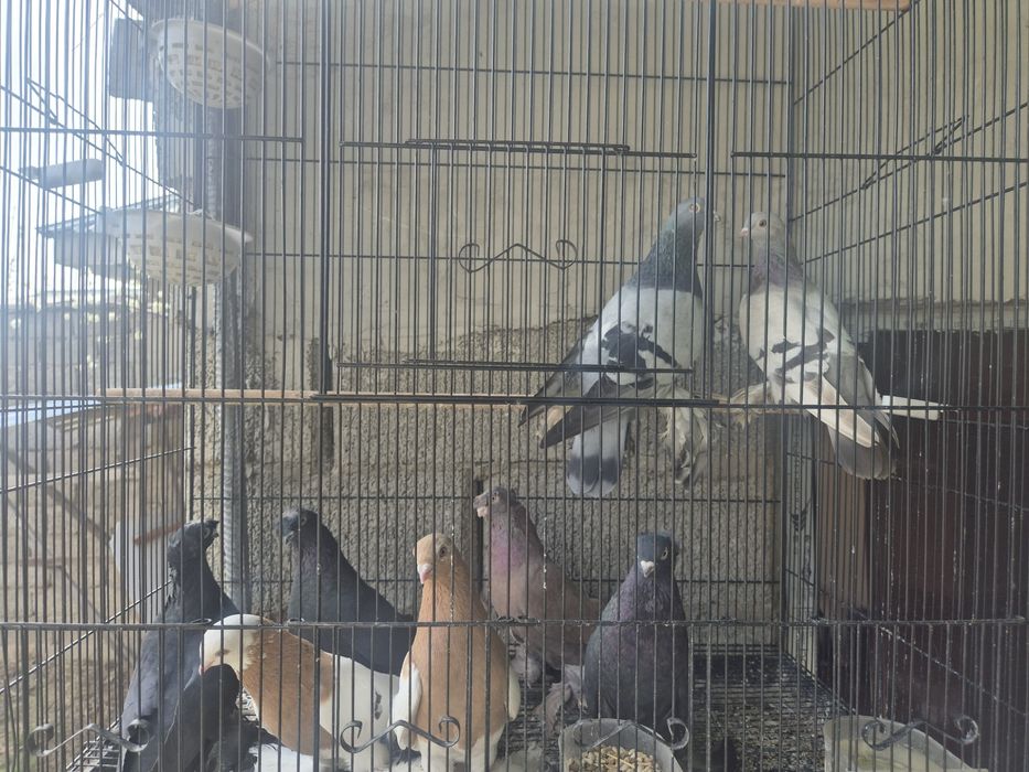 Кептерлер әр түрлі породалар