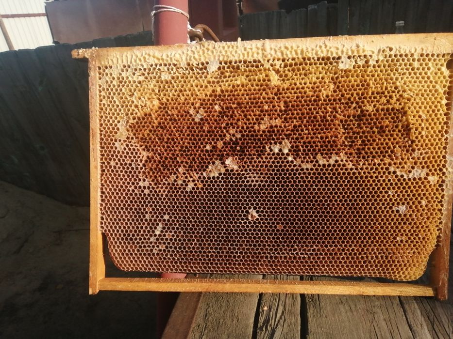 Сушь (рамки для пчел)