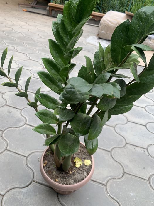 Продам комнатные цветы