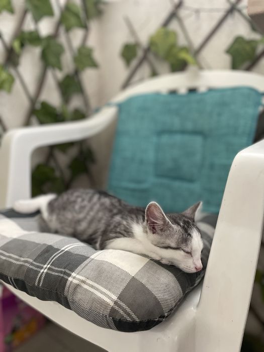 Dau spre adoptie puiuț pisica 3 luni KITTY