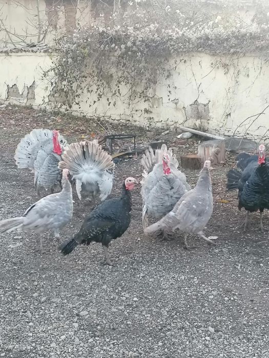 Пуйки и пуяци за продажба