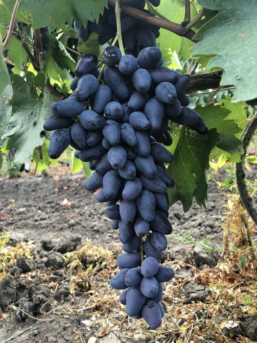 Vita de vie nobila altoita  de masa 12 soiuri  negru