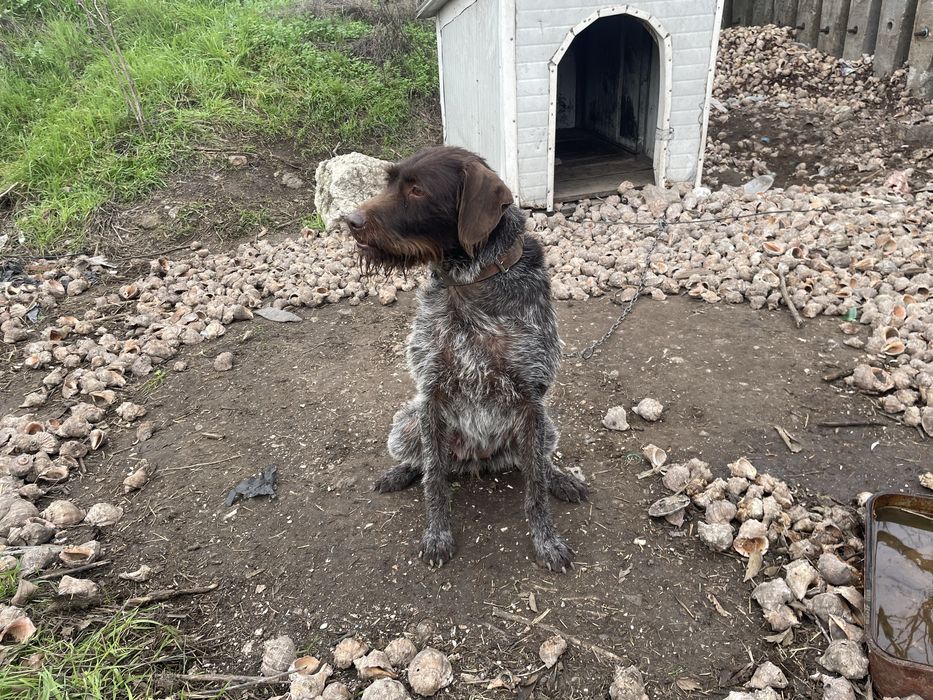 Ловно женско куче Дратхар