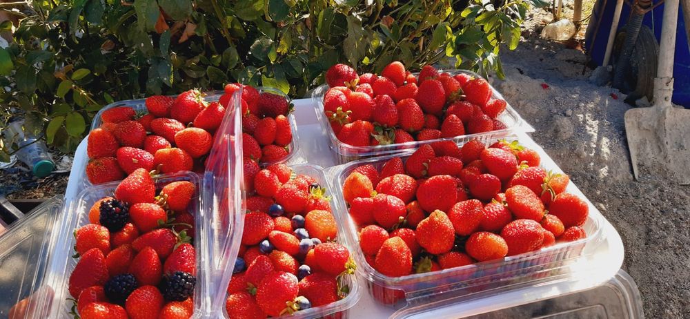 Stoloni capsuni Amandina