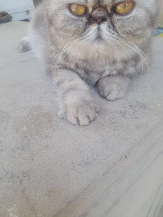 Кошка персинское