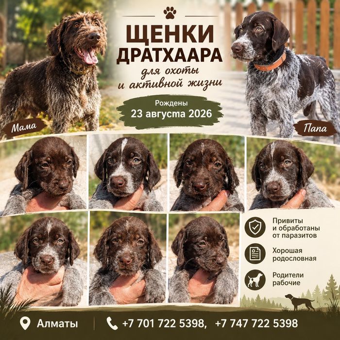 Щенки Дратхаара ищут хозяев