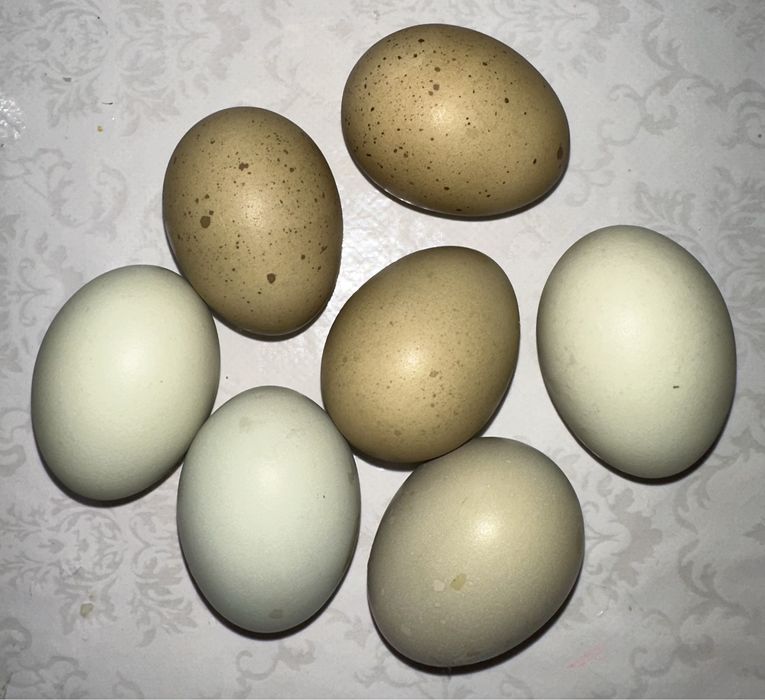 Яйцо зелёный от чёрных кур