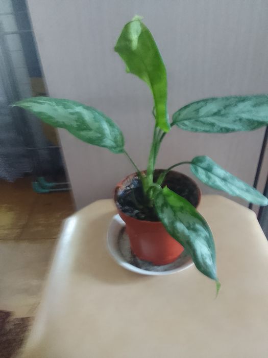 Продам комнатные цветы