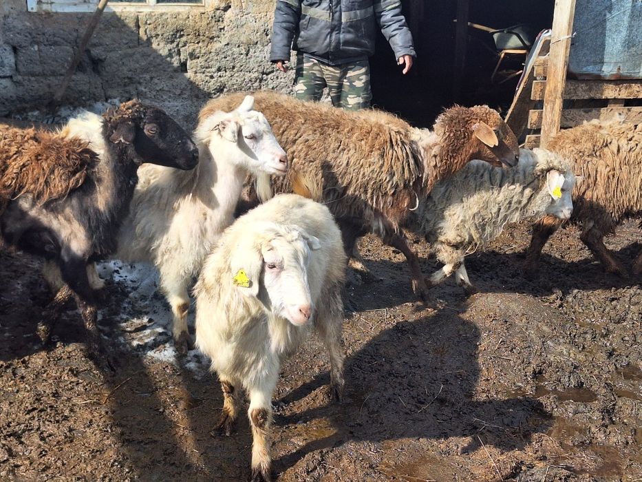 Козылы койлар сатылады