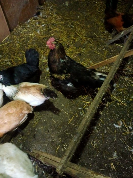 Продам молодых петушков