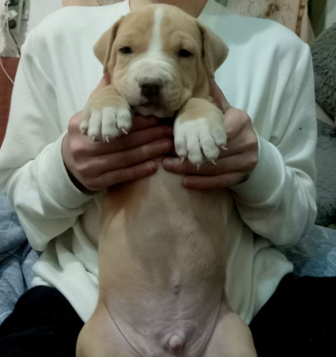 Щенок породы питбуль