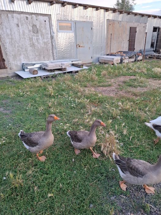 Гуси на продажу.