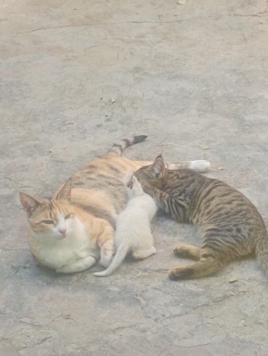 Домашние котята бесплатно