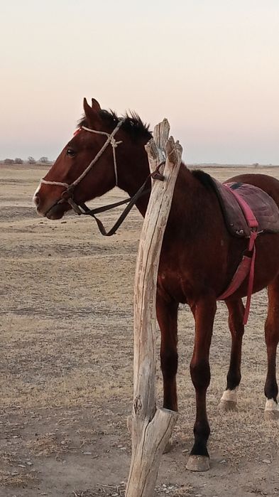 Ассалаумағалейкум тай құнпн шығар