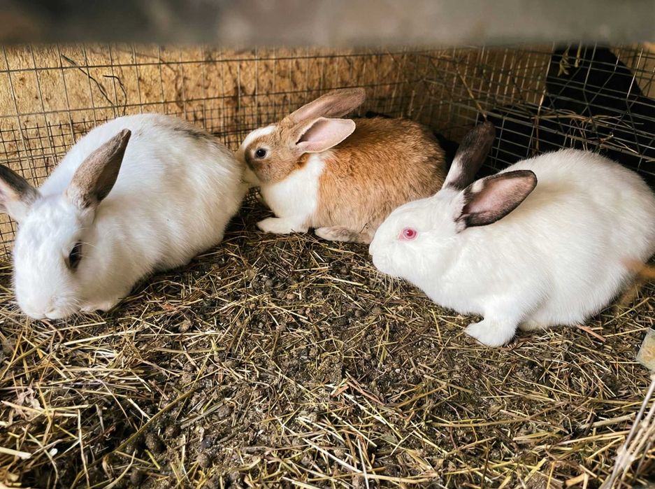 Vând URGENT Iepuri de Casă (Metiși) – Livrare în Timișoara