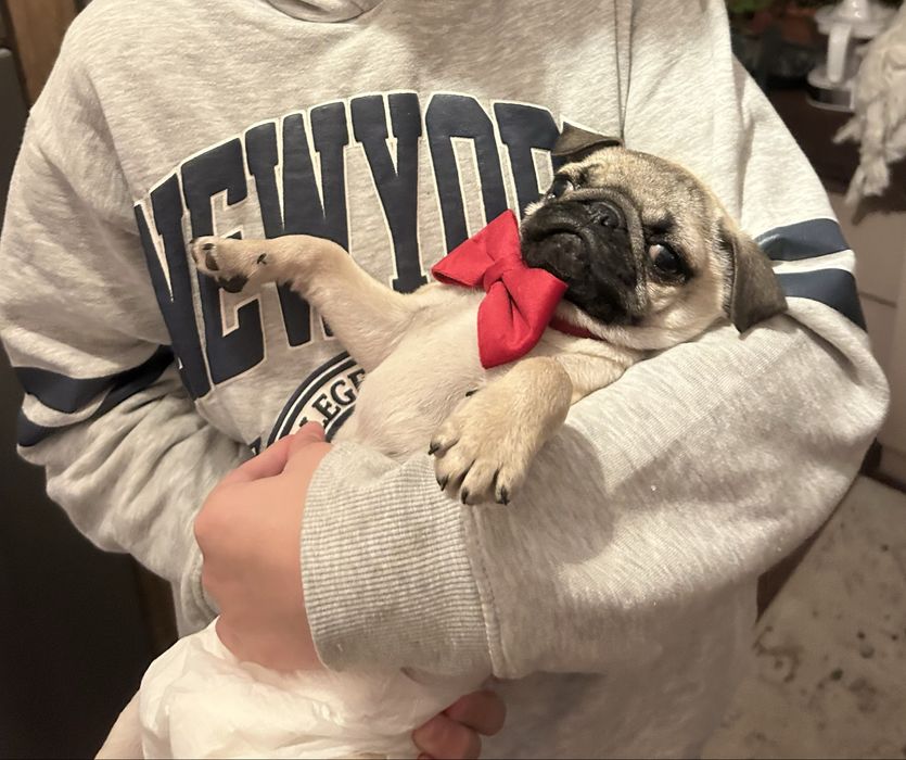 Продавам кученце порода Мопс