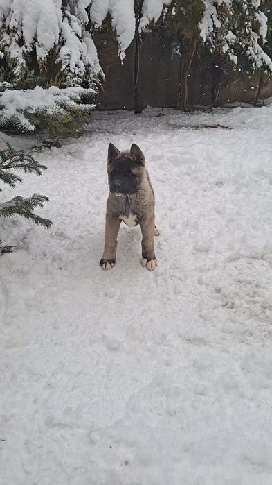 Акита щенки продажа