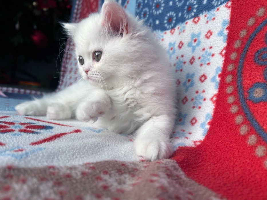 Pisicuță adorabilă Scottish Straight Longhair, cu Pedigree