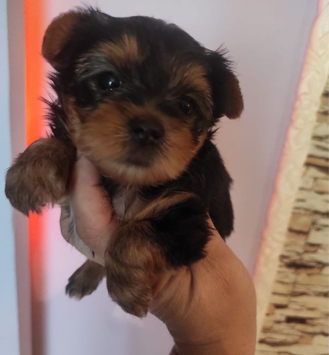 Крошечная, кукольная девочка йорка