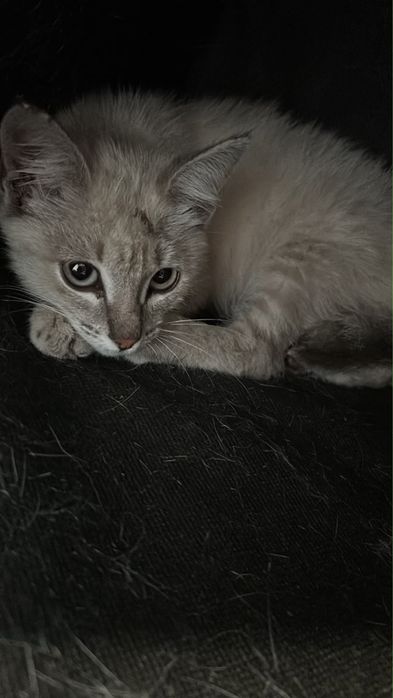 Отдам котенка в добрые руки