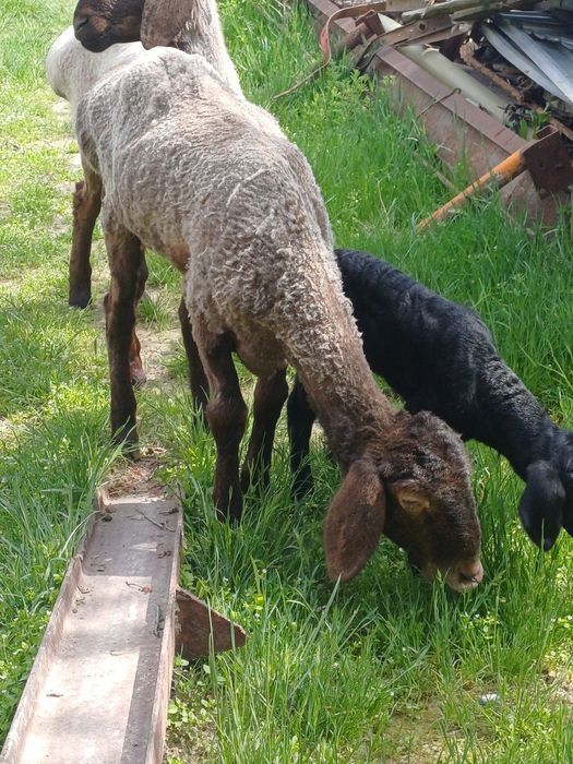 Қозылы қой ана бала