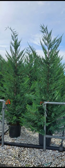 Catalpa leylandi maslin phoetinia