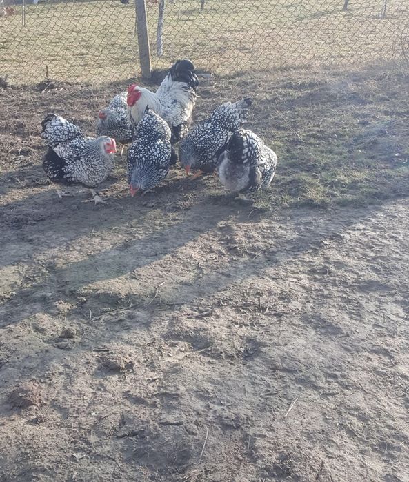 Ouă pentru incubat!