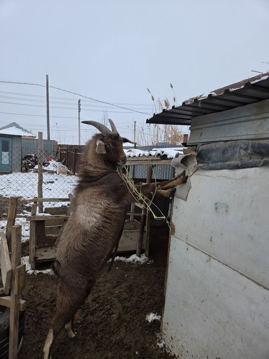Теке қашыруға ұсынамыз!