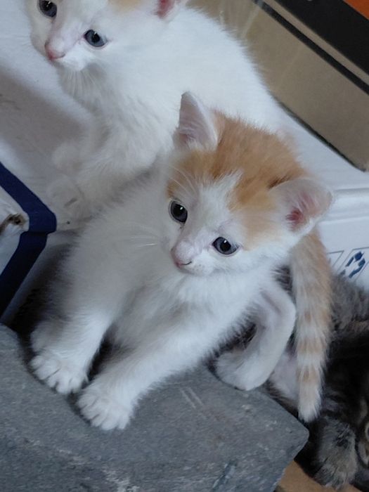 Отдам котя в добрые руки