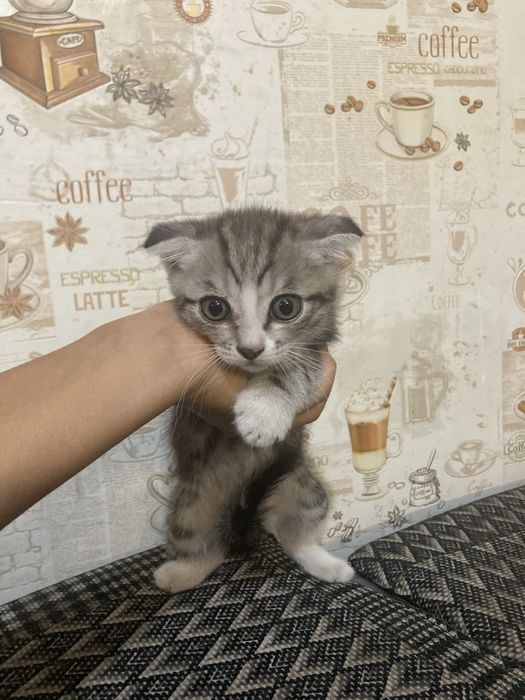 Вислоухие котята