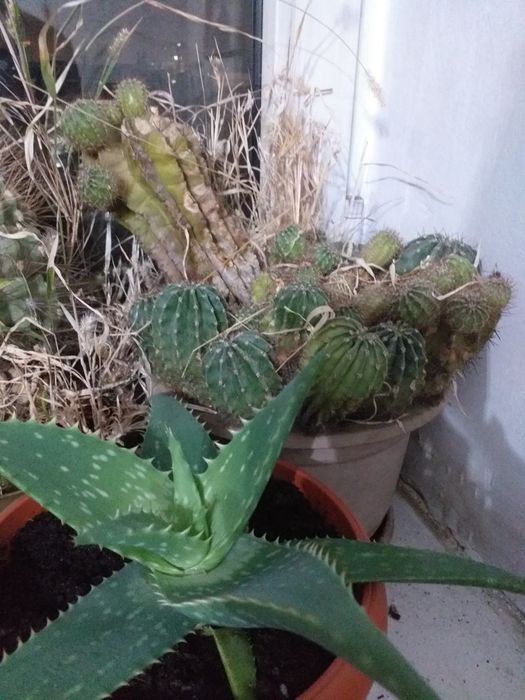 Домашние цветы и кактусы