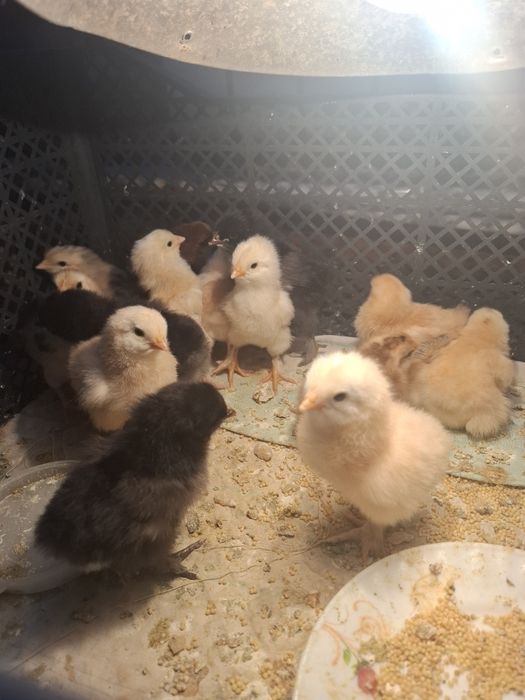 Продам цыплят домашних