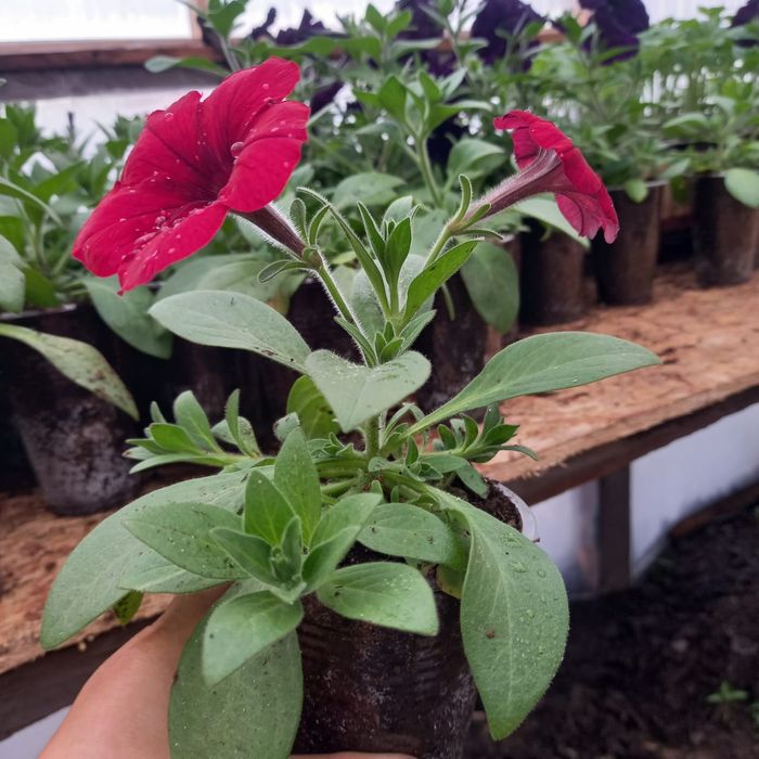 Продам рассаду из проффсемян